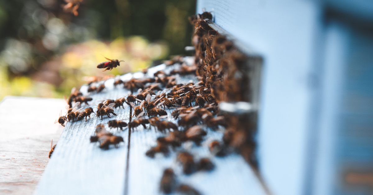 A vivid close-up capturing bees at work, swarming a wooden beehive entrance in natural light.